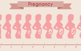 Monthly Changes in the Body and The Stages of Fetal Development